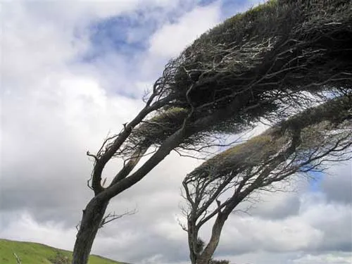 Windy