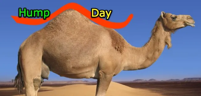 hump day